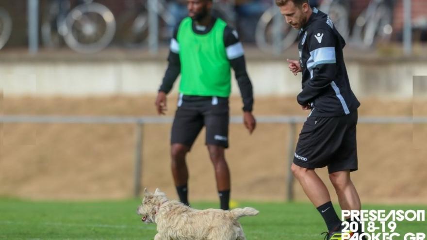 Απροσδόκητος ... εισβολέας στην προπόνηση